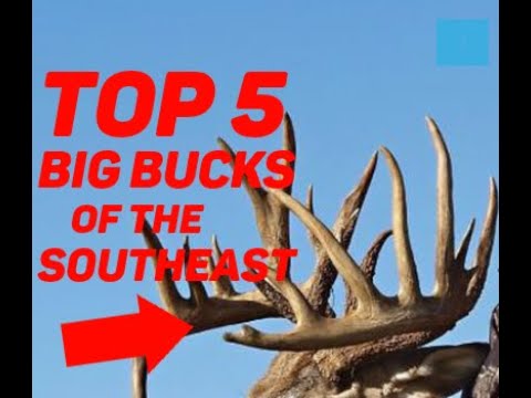 Top 5 Big Record book Bucks of the Southeast