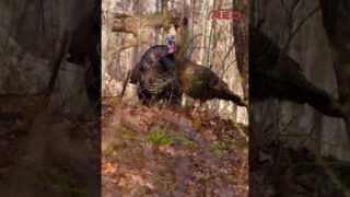 TURKEY HUNTING In The Hardwoods, Calling TWO Gobblers Into Range #shorts #hunting #nature