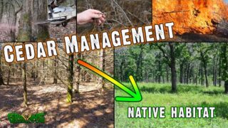 Turning a Cedar Stand Into Amazing Whitetail Habitat Land Management Tip