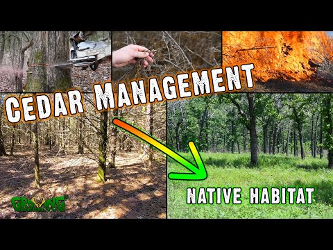 Turning a Cedar Stand Into Amazing Whitetail Habitat – Land Management Tip