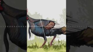 Where to aim on a turkey with a bow or gun full vid on our channel! #turkeyhunting #ArtofHunting