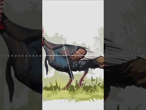 Where to aim on a turkey with a bow or gun – full vid on our channel!  #turkeyhunting  #ArtofHunting