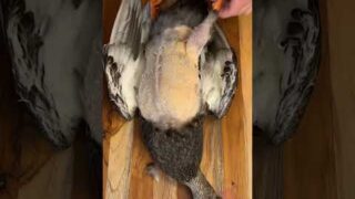 Wild Duck Catch & Cook! #healthy #food #love #shorts #explore