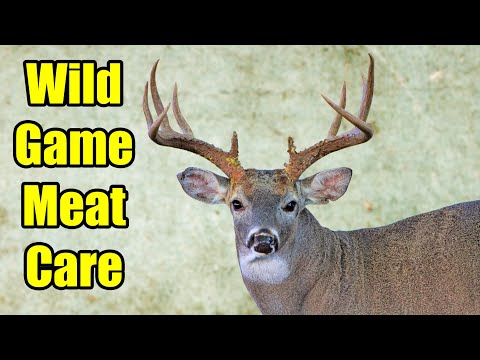 Wild Game Meat Care – Deer Processing, Field Dressing, & Packing Out on Remote Backcountry Hunts