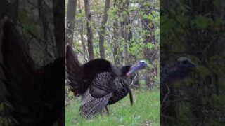 Wild Turkey Gobbling and Drumming. #springturkeyhunting #turkeyhunting #@friendoutdooradventures