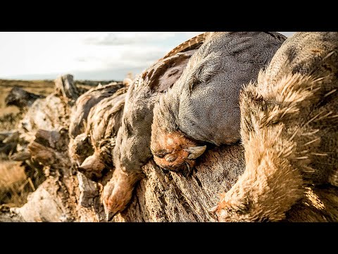Wyoming Mountain Birds | The Flush – Season 10, Episode 1