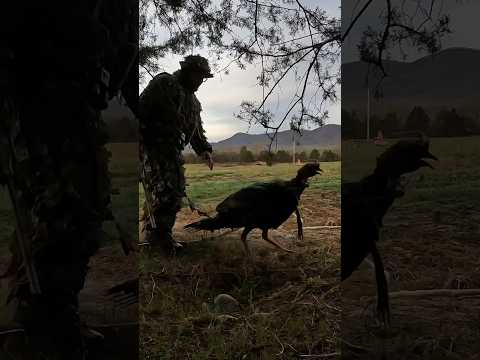 Zombie Gobbler rises from the dead!!! #gobbler #longbeard #turkey #funny #hunting #turkeyhunting